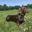 Dachshund (Smooth Haired)