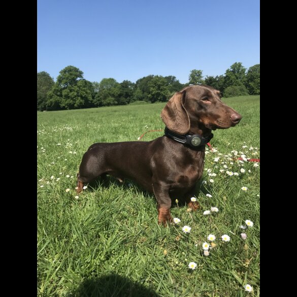 Dachshund (Standard &amp; Miniature)