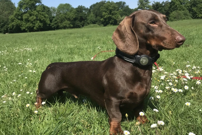 Dachshund (Smooth Haired)