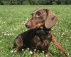 Dachshund (Smooth Haired)