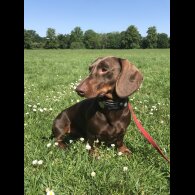 Dachshund (Standard &amp; Miniature)
