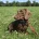 Dachshund (Smooth Haired)