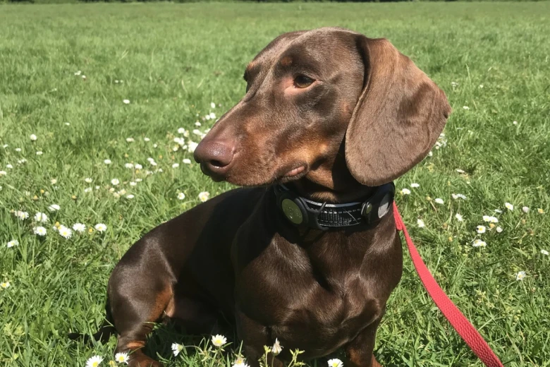 Dachshund (Smooth Haired)