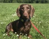 Dachshund (Smooth Haired)
