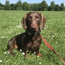 Dachshund (Smooth Haired)