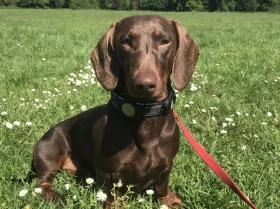 Dachshund (Smooth Haired)