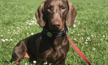Dachshund (Smooth Haired)