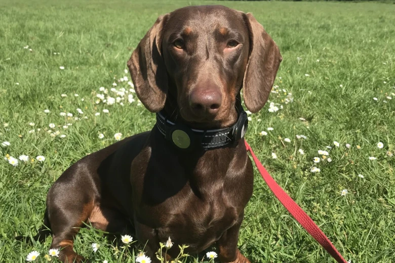 Dachshund (Smooth Haired)