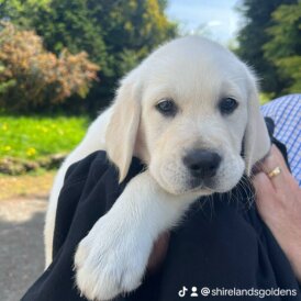 Golden Retriever - Dogs
