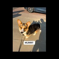 Welsh Corgi - Both