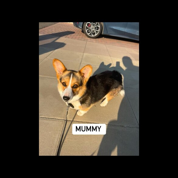 Welsh Corgi - Both