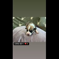 Welsh Corgi - Both