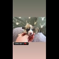 Welsh Corgi - Both
