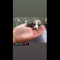 Welsh Corgi - Both