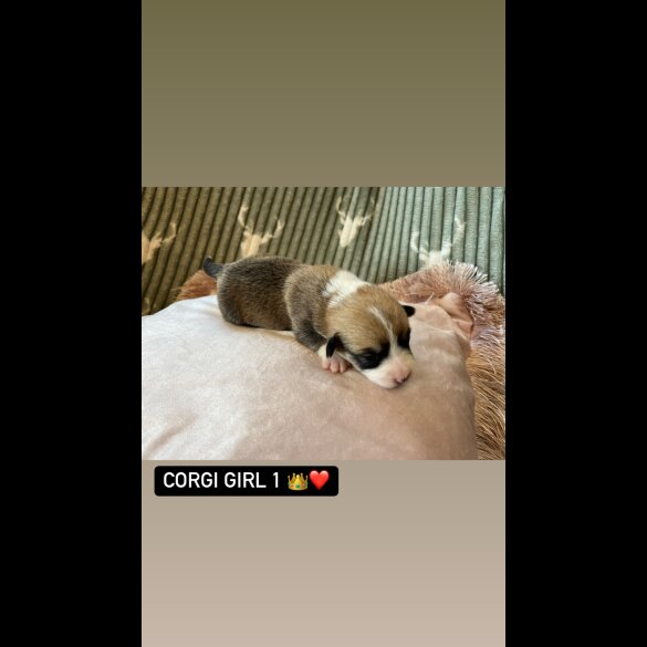 Welsh Corgi - Both