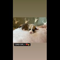 Welsh Corgi - Both