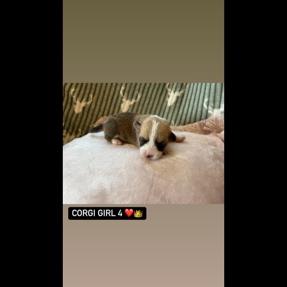 Welsh Corgi - Both