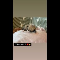 Welsh Corgi - Both