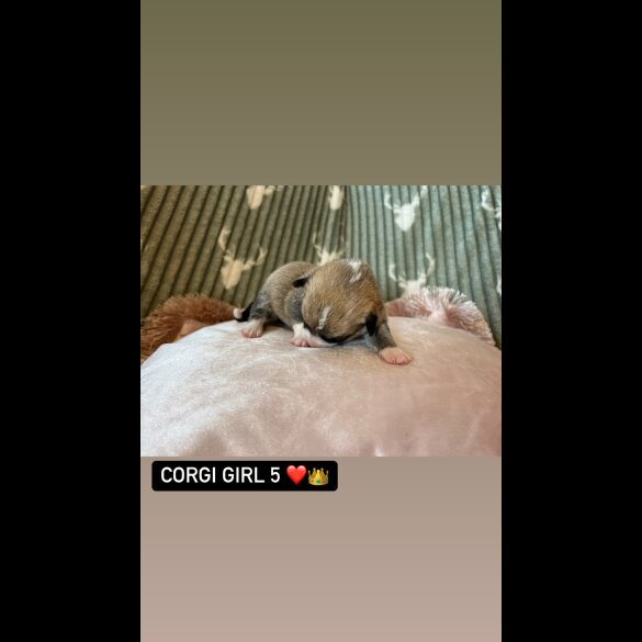 Welsh Corgi - Both