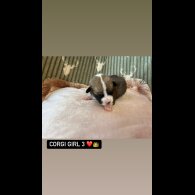 Welsh Corgi - Both