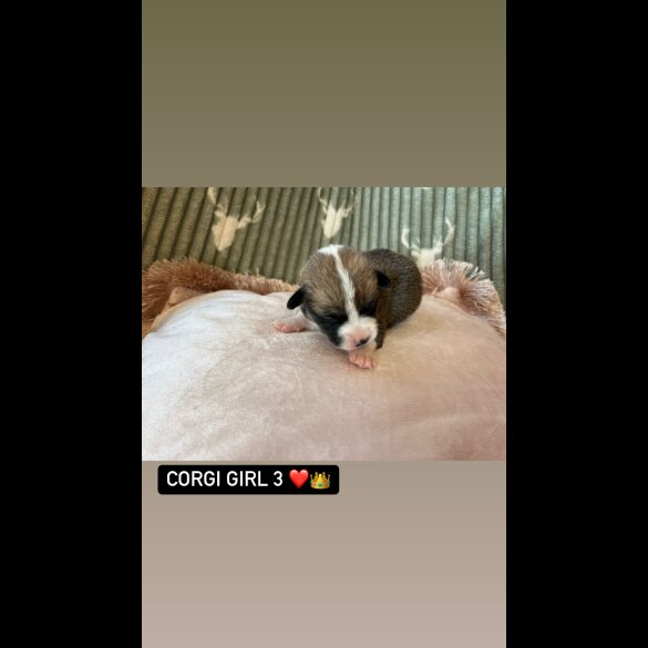 Welsh Corgi - Both