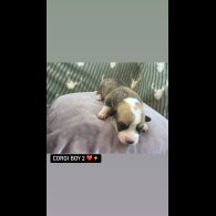 Welsh Corgi - Both
