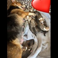 Welsh Corgi - Both