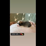 Welsh Corgi - Both