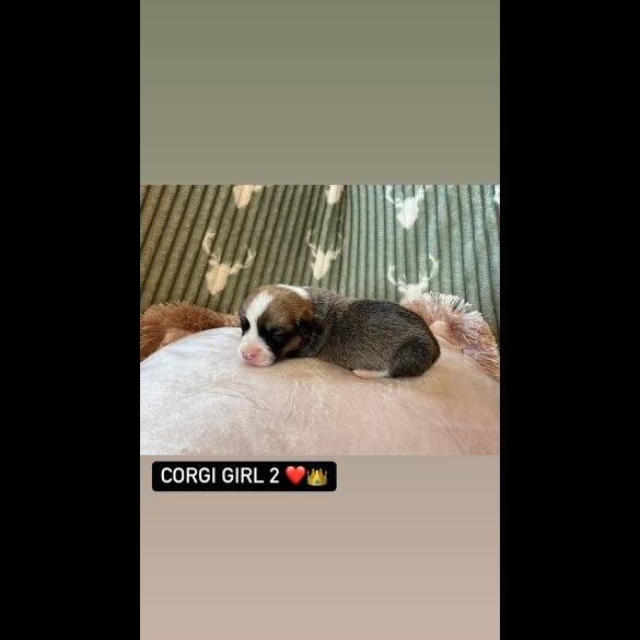 Welsh Corgi - Both