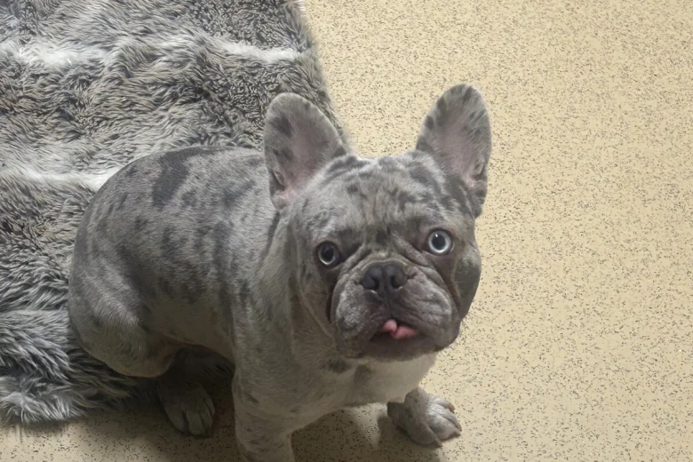 French Bulldog