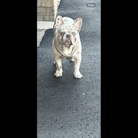 French Bulldog