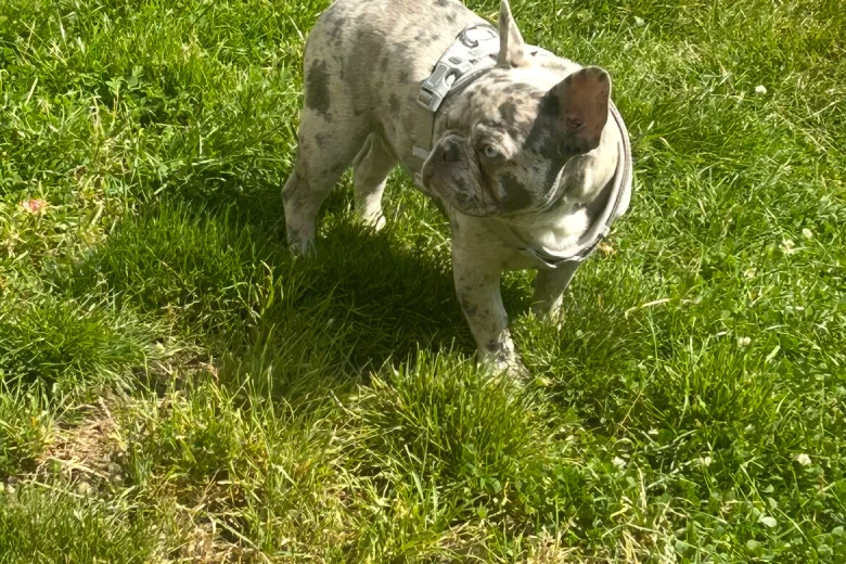 French Bulldog