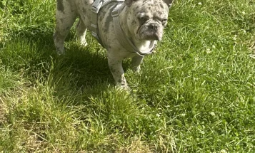 French Bulldog