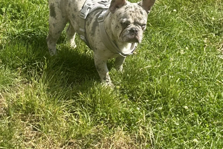 French Bulldog