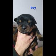 Rottweiler - Both