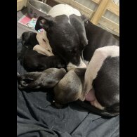 Mixed Breed - Both