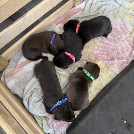 Mixed Breed - Both