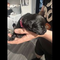 Mixed Breed - Both