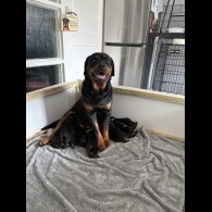 Rottweiler - Both