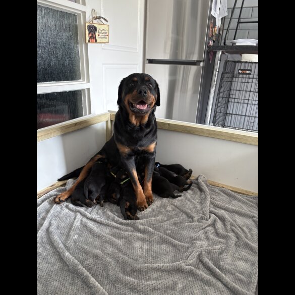 Rottweiler - Both