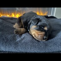 Rottweiler - Both