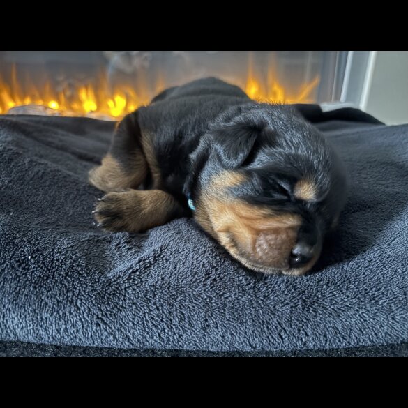 Rottweiler - Both