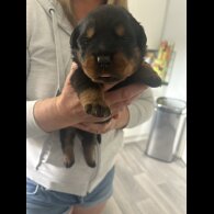 Rottweiler - Both