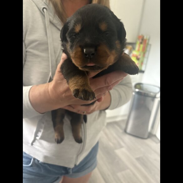 Rottweiler - Both