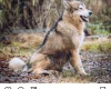 Saarloos Wolfdog