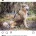 Saarloos Wolfdog