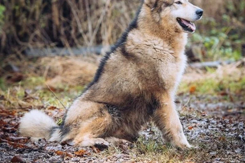 Saarloos Wolfdog