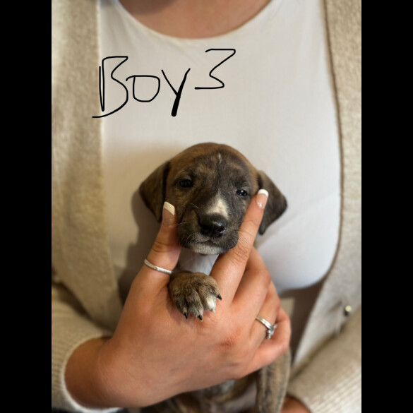 Lurcher - Both