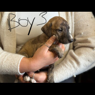 Lurcher - Both