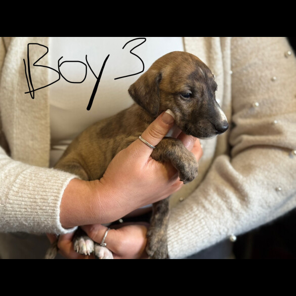 Lurcher - Both